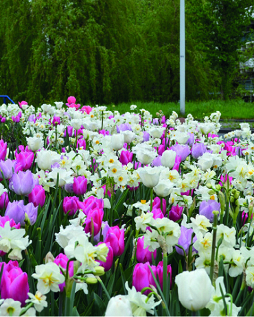 Zmes Massive Spring, 100 kusov  